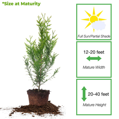 Perfect Plants Thuja Green Giant forms a natural sound barrier and shade.
