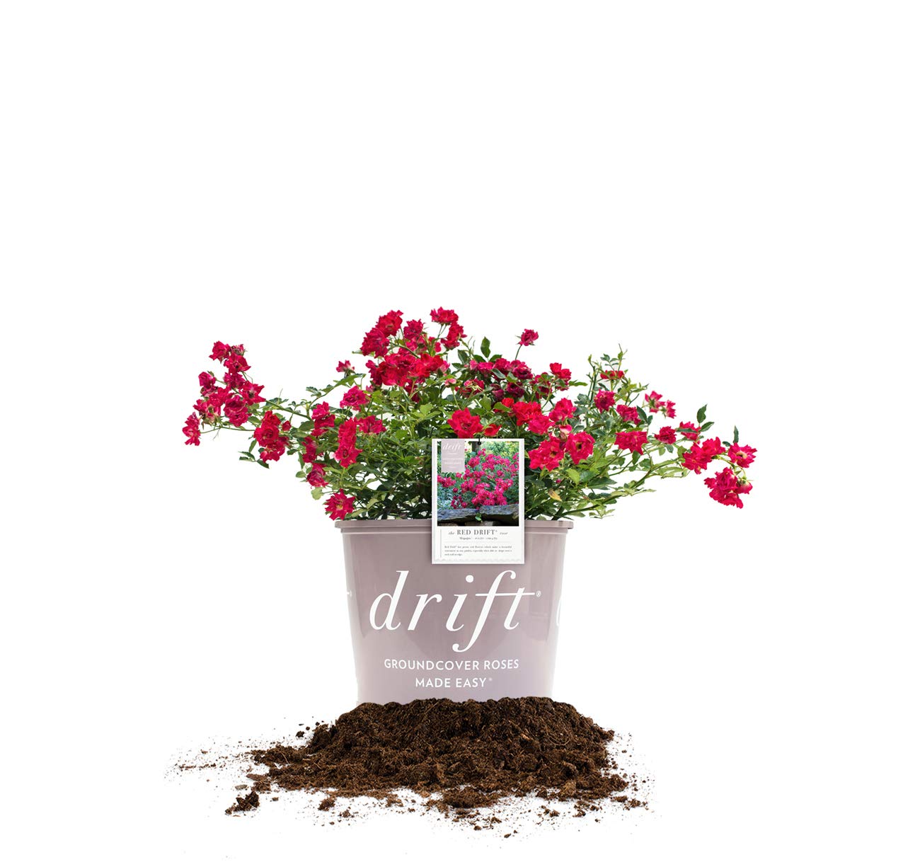PERFECT PLANTS Red Drift Rose close-up shows vibrant pink petals for sunny gardens.