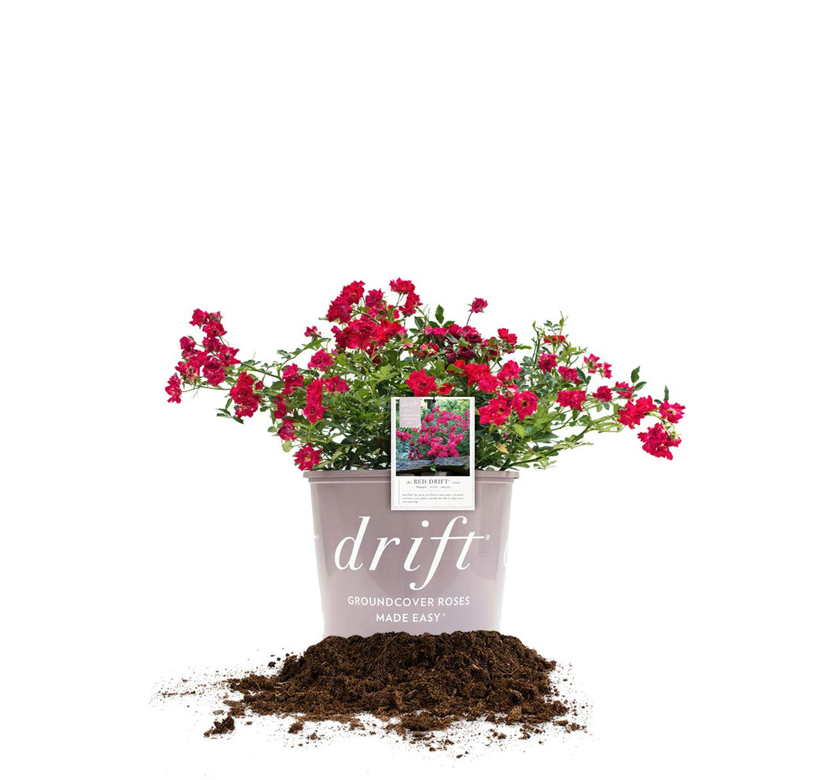 PERFECT PLANTS Red Drift Rose close-up shows vibrant pink petals for sunny gardens.