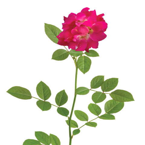 PERFECT PLANTS Red Drift Rose groundcover-style foliage creates an even, colorful landscape.