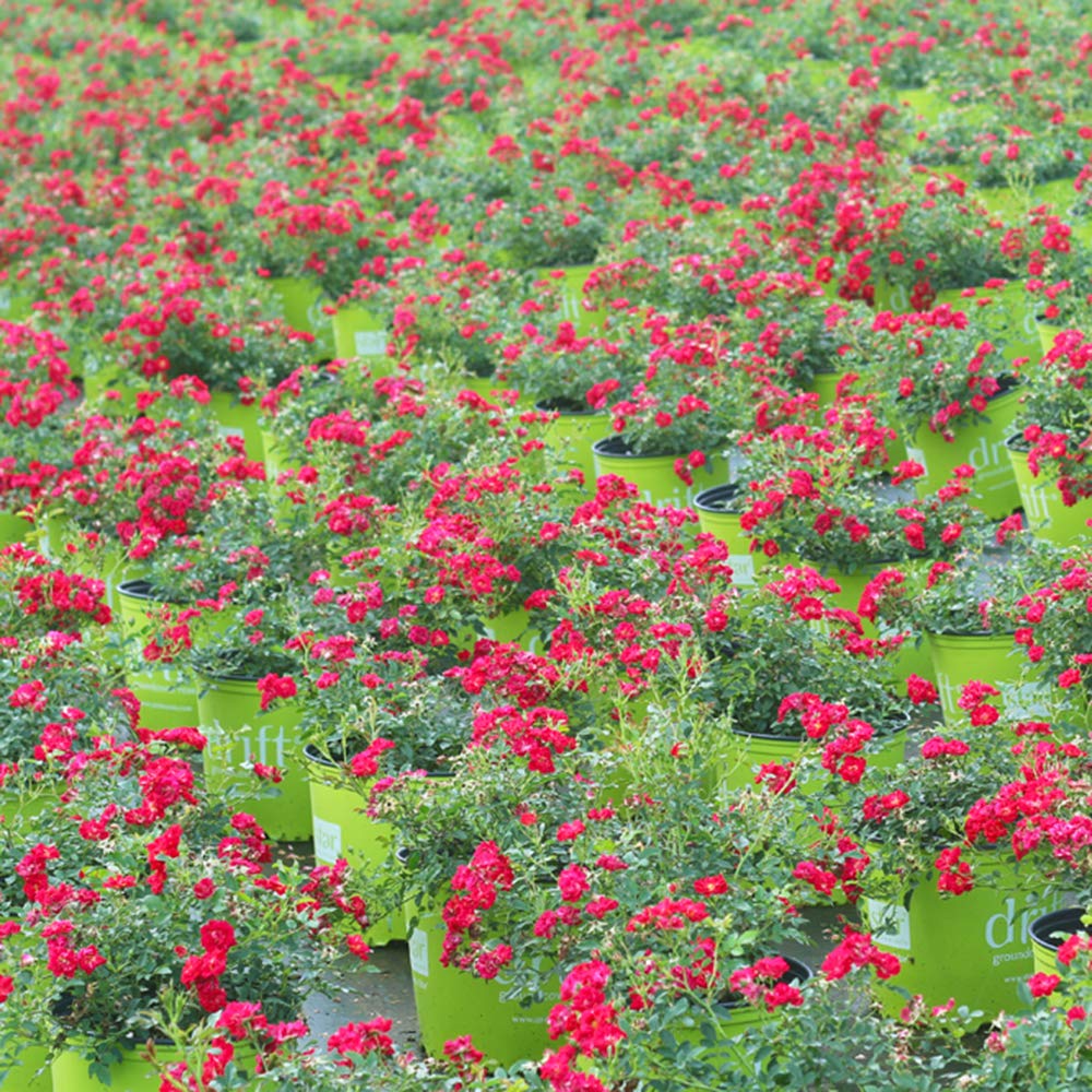 PERFECT PLANTS Red Drift Rose ships with easy-to-use plant food for consistent blooms.