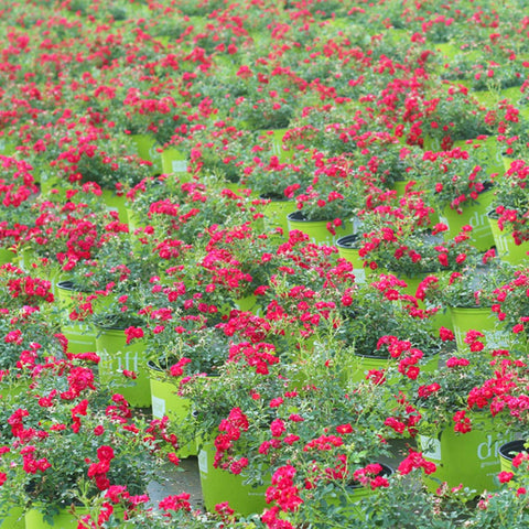 PERFECT PLANTS Red Drift Rose ships with easy-to-use plant food for consistent blooms.