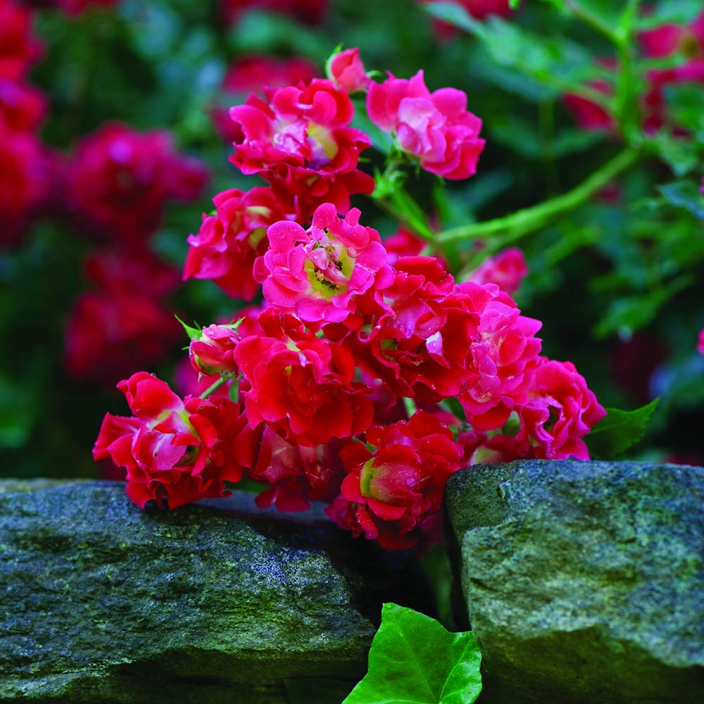 PERFECT PLANTS Red Drift Rose hardy and drought-tolerant for year-round color.