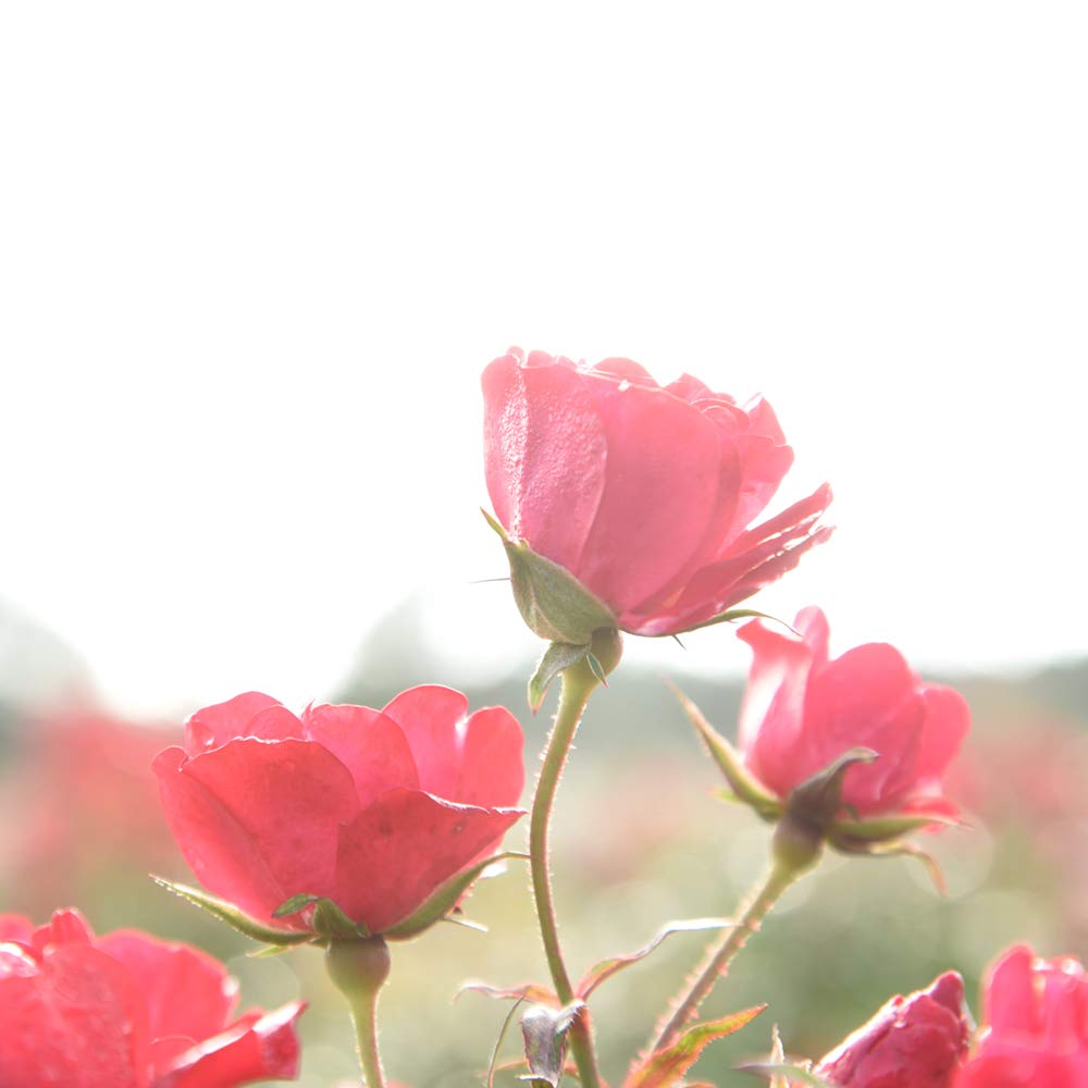 PERFECT PLANTS Red Drift Rose size 1-2 ft tall and 2-3 ft wide for spacing.