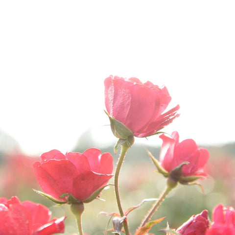 PERFECT PLANTS Red Drift Rose size 1-2 ft tall and 2-3 ft wide for spacing.
