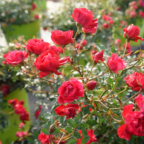 PERFECT PLANTS Red Drift Rose in full sun blooms along walkways and patios.