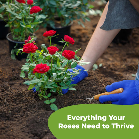 PERFECT PLANTS-rose-mix-packaging-resealable saves freshness for ongoing rose care