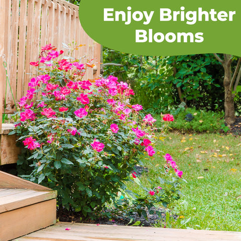 PERFECT PLANTS-rose-mix-usa-crafted reflects family-farm expertise in premium soil