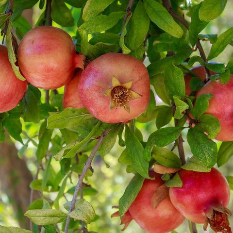 Perfect Plants Russian Pomegranate dwarf-form demonstrates compact growth for small spaces.