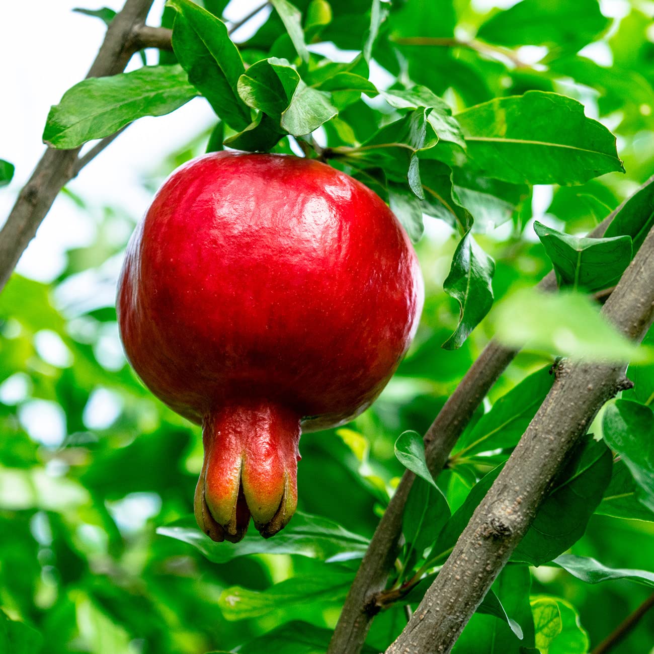 Perfect Plants Russian Pomegranate flowers closeup highlights showy blooms.