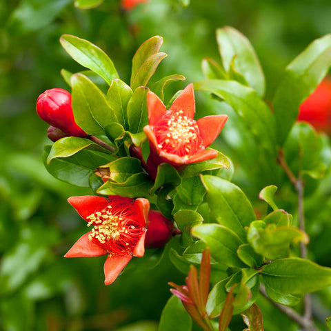 Perfect Plants Russian Pomegranate four-inch fruit ready for fresh eating.