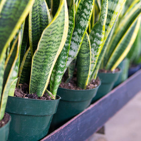 Perfect Plants Sansevieria 9-3-6 formula supports strong snake plants