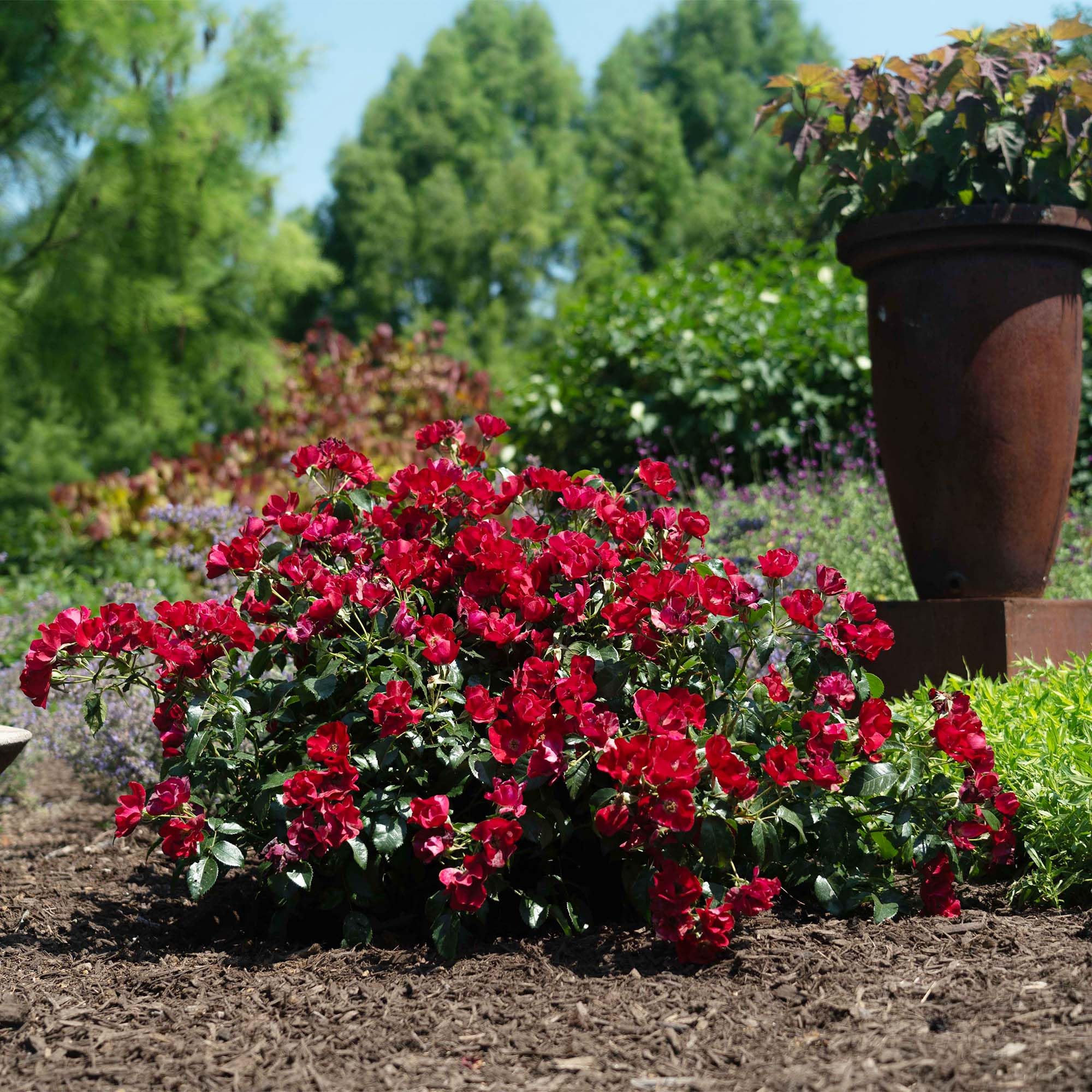 Perfect Plants Scarlet Drift plant used as border concept in landscape