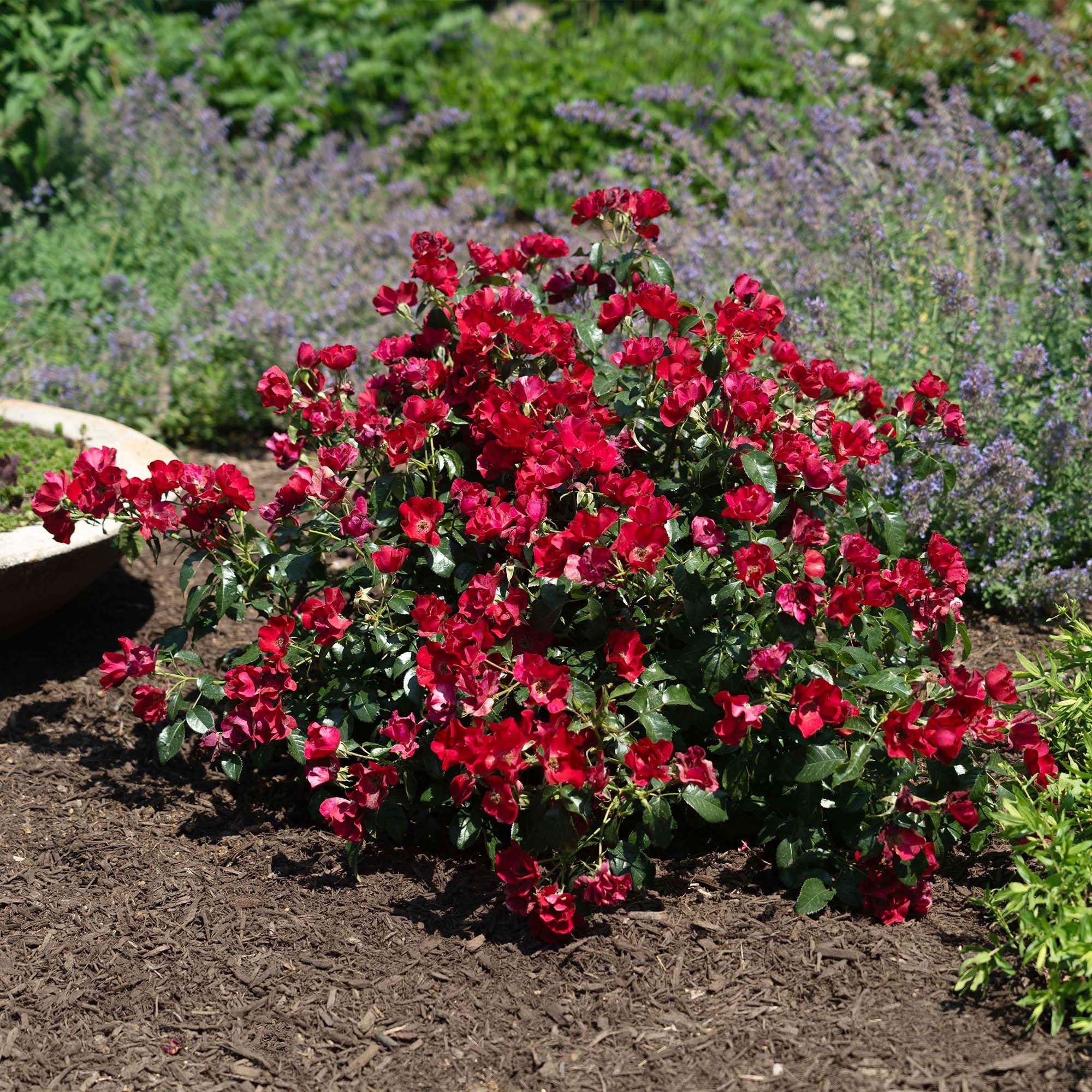 Perfect Plants Scarlet Drift rose bush in container for patio planting