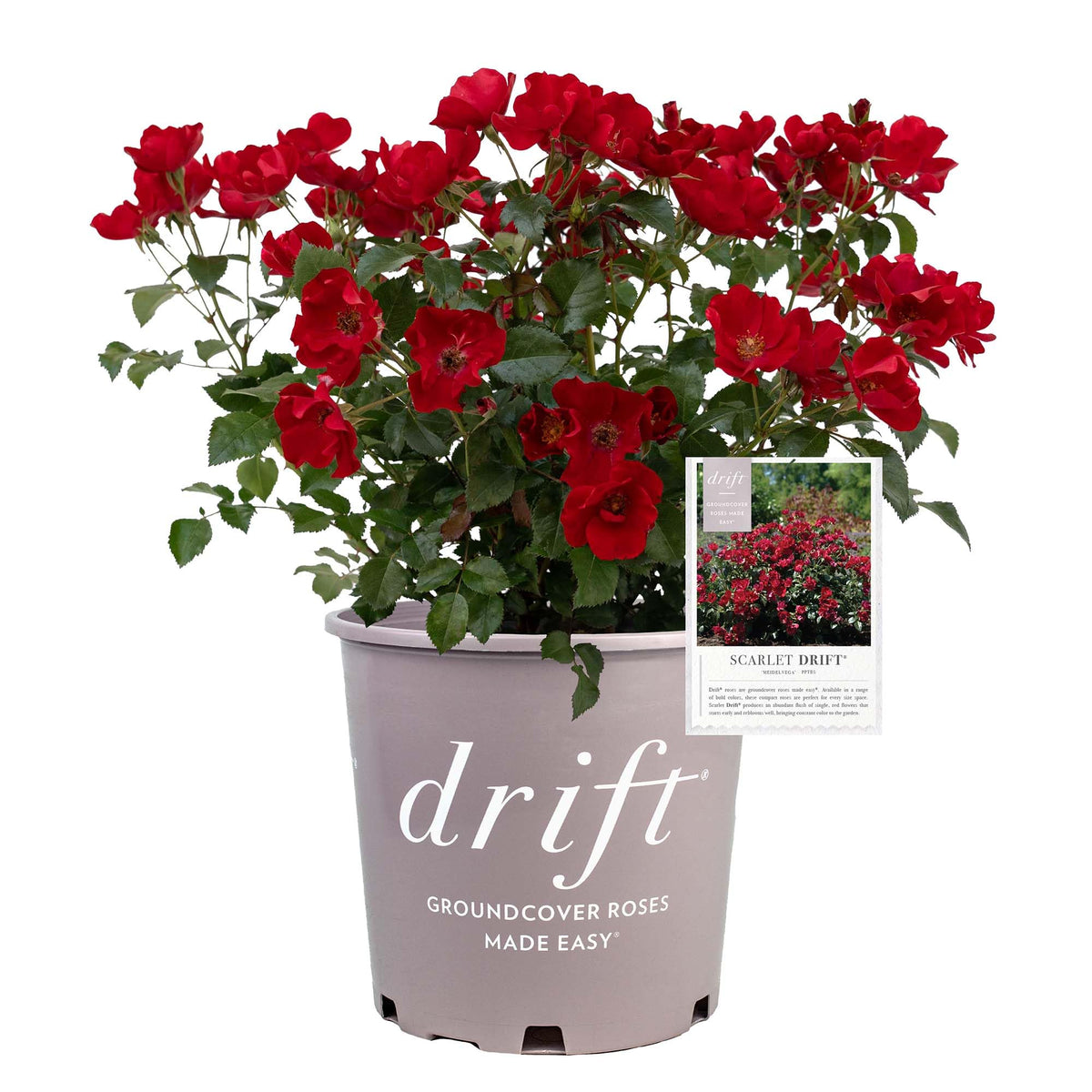 Perfect Plants Scarlet Drift rose bush full plant showing compact border-ready size