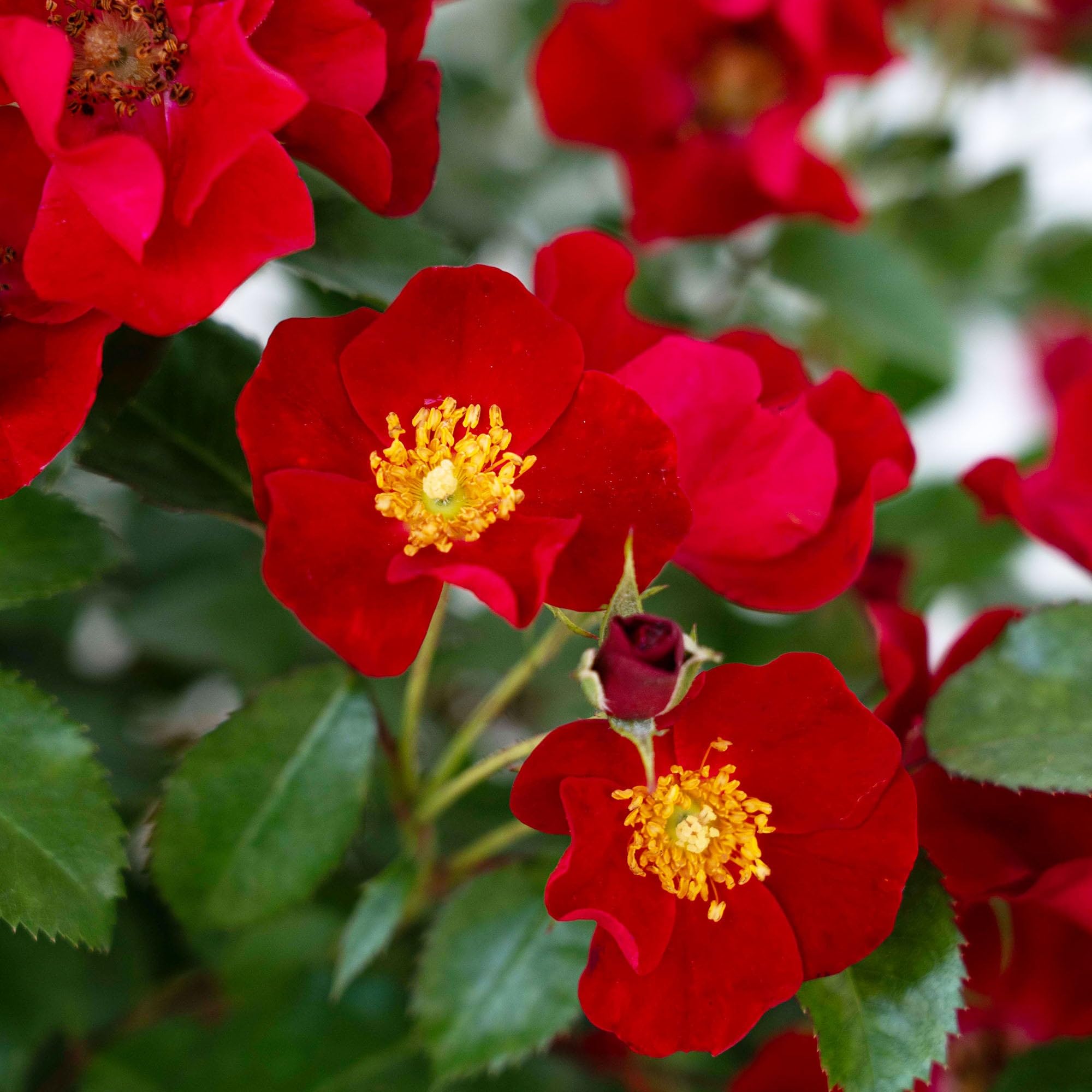 Perfect Plants Scarlet Drift rose bush foliage highlights glossy green leaves
