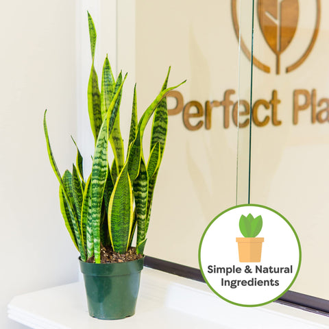 PERFECT PLANTS Snake plant varieties thriving in this soil mix.