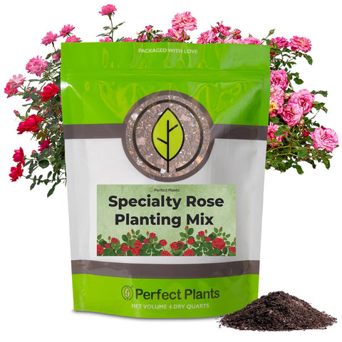 PERFECT PLANTS specialty-rose-planting-mix-4qt promotes robust roots for brighter roses