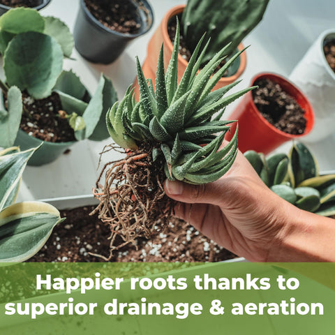 Perfect Plants soil mix supports healthy root growth for succulents.