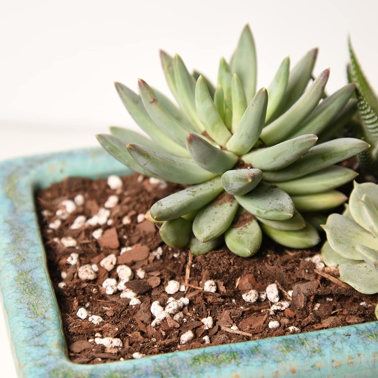 Drainage test with Perfect Plants mix demonstrating moisture flow in a pot