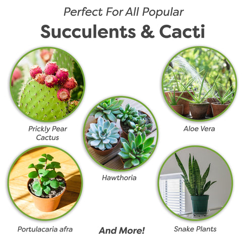 Perlite grains in the mix enhance drainage for thriving succulents