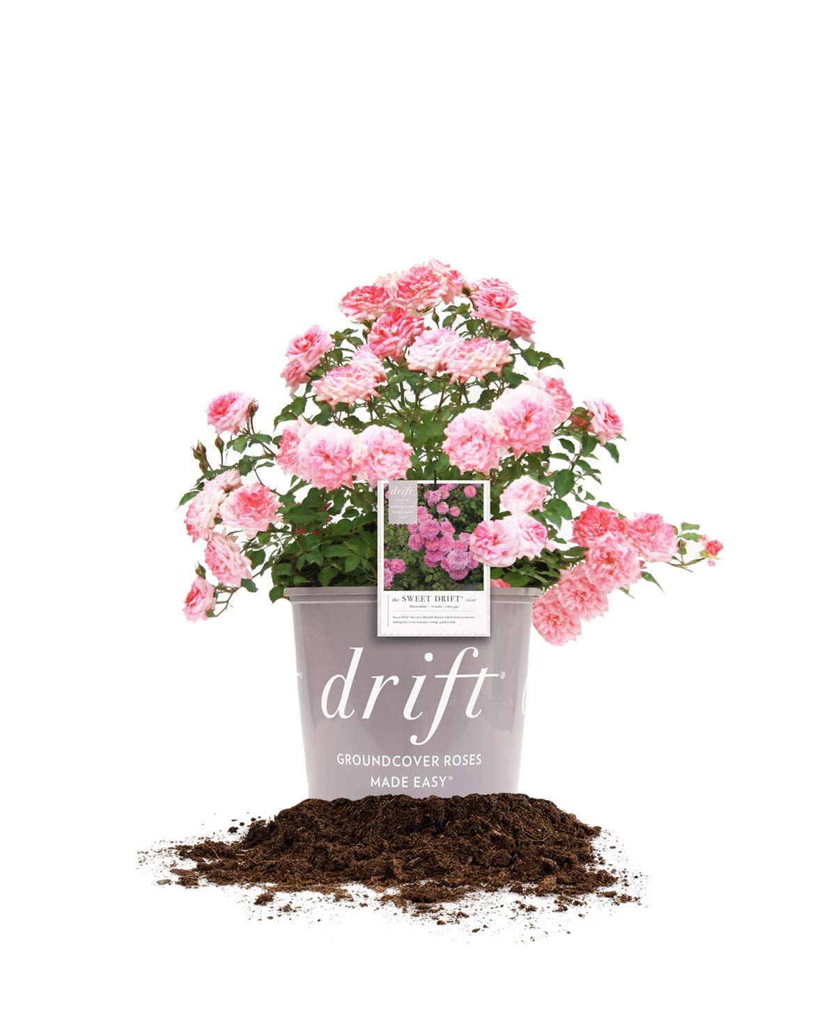 Perfect Plants Sweet Drift bloom closeup showing pink flowers for sunny borders.