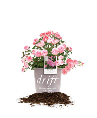 Perfect Plants Sweet Drift bloom closeup showing pink flowers for sunny borders.