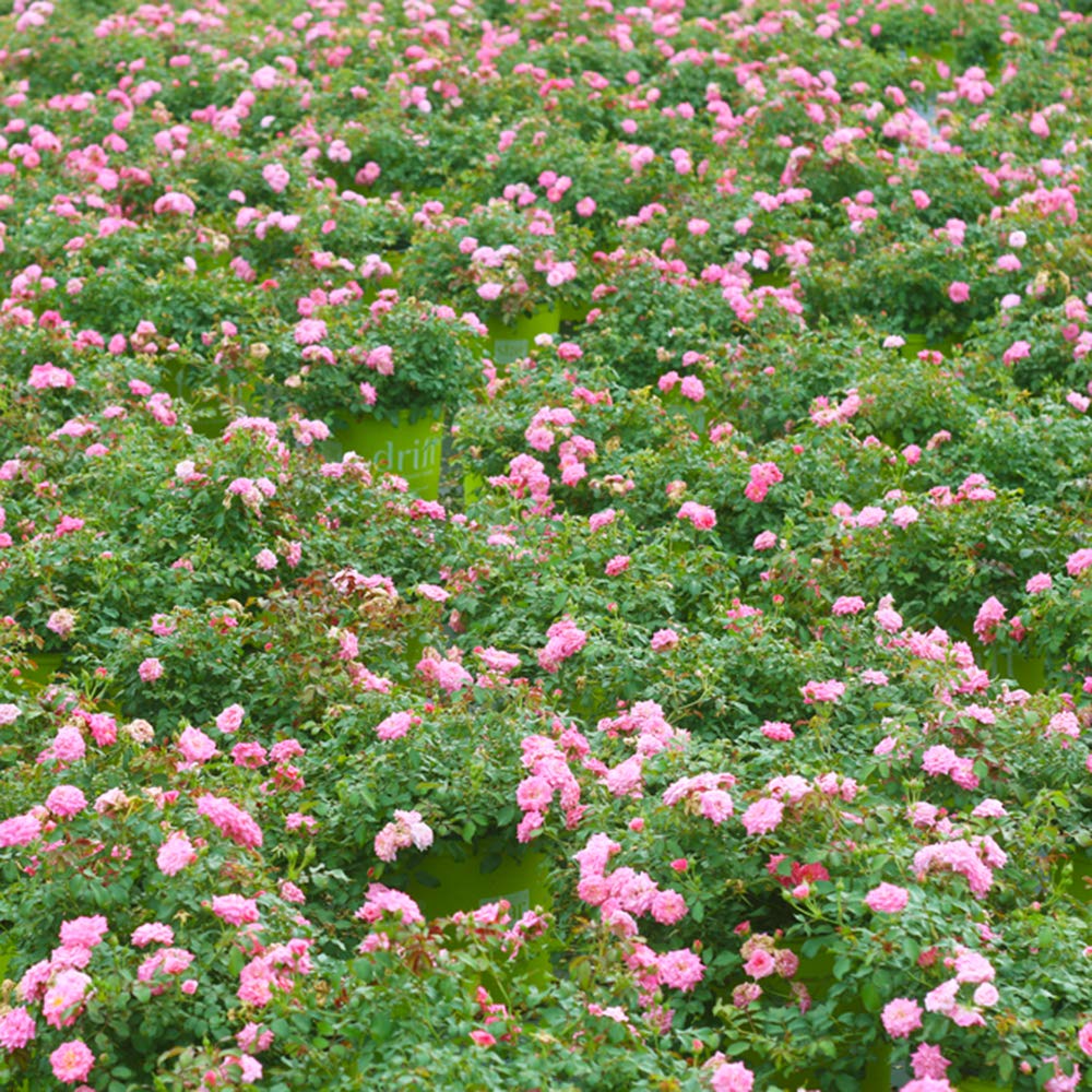 Sweet Drift reaches 1-2 ft height and 2-3 ft width in garden settings by Perfect Plants.