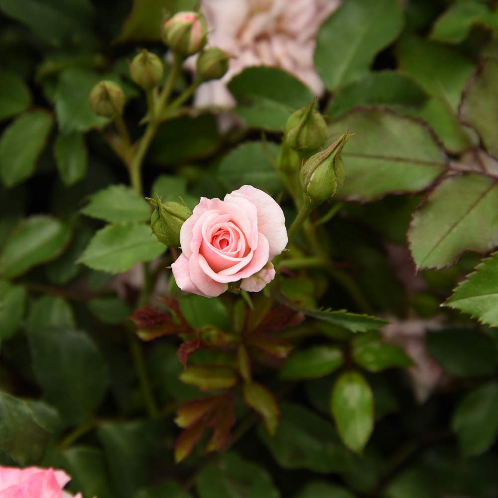 Sweet Drift planted along a patio border with bright pink blooms by Perfect Plants.