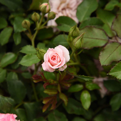 Sweet Drift planted along a patio border with bright pink blooms by Perfect Plants.