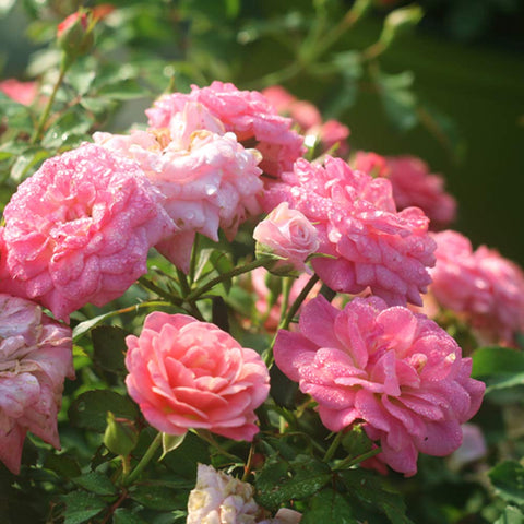Sweet Drift in sunlit cluster along walkway for border styling by Perfect Plants.