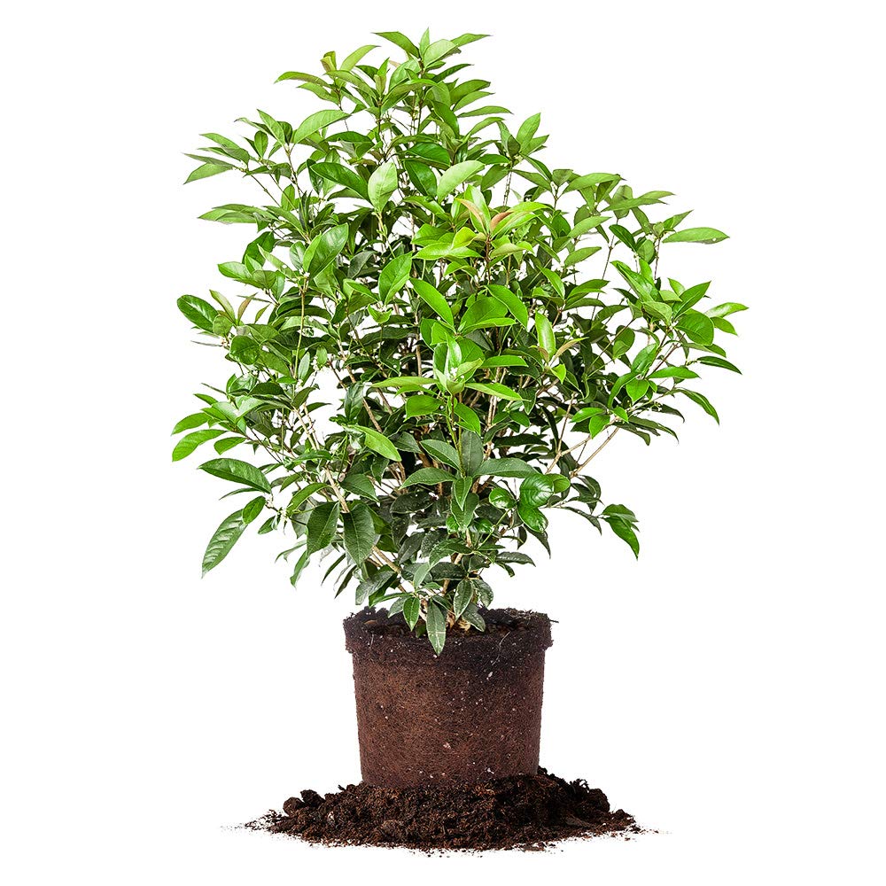 Perfect Plants Tea Olive 3-gallon pot showcases a thriving potted shrub.