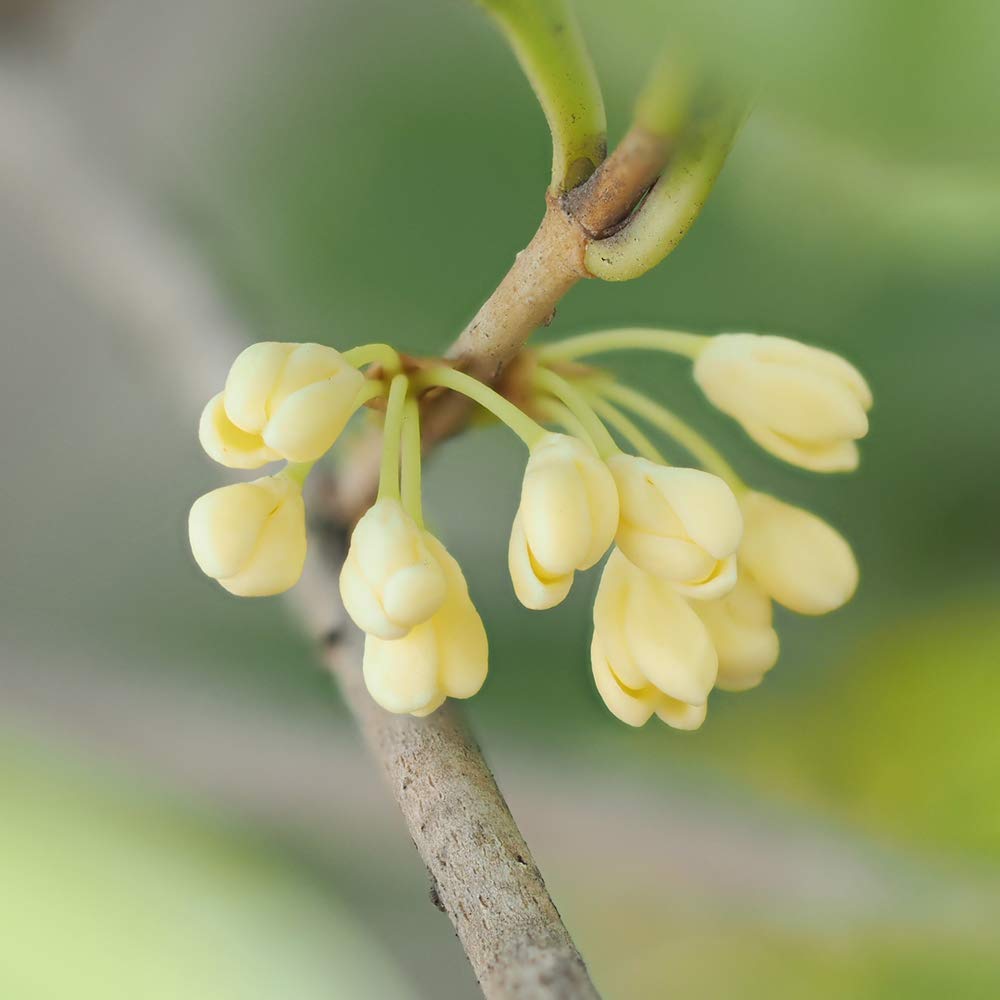 Close-up of Perfect Plants Tea Olive light-green foliage texture.
