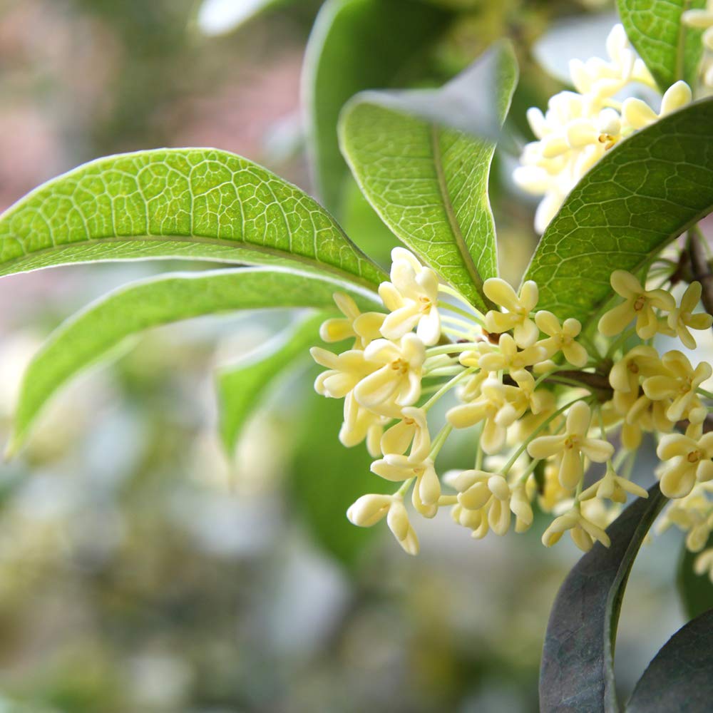 Perfect Plants Tea Olive fragrant blooms brighten spring and summer gardens.