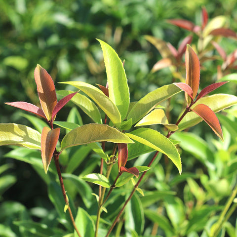 Perfect Plants Tea Olive thrives in sun with light shade.