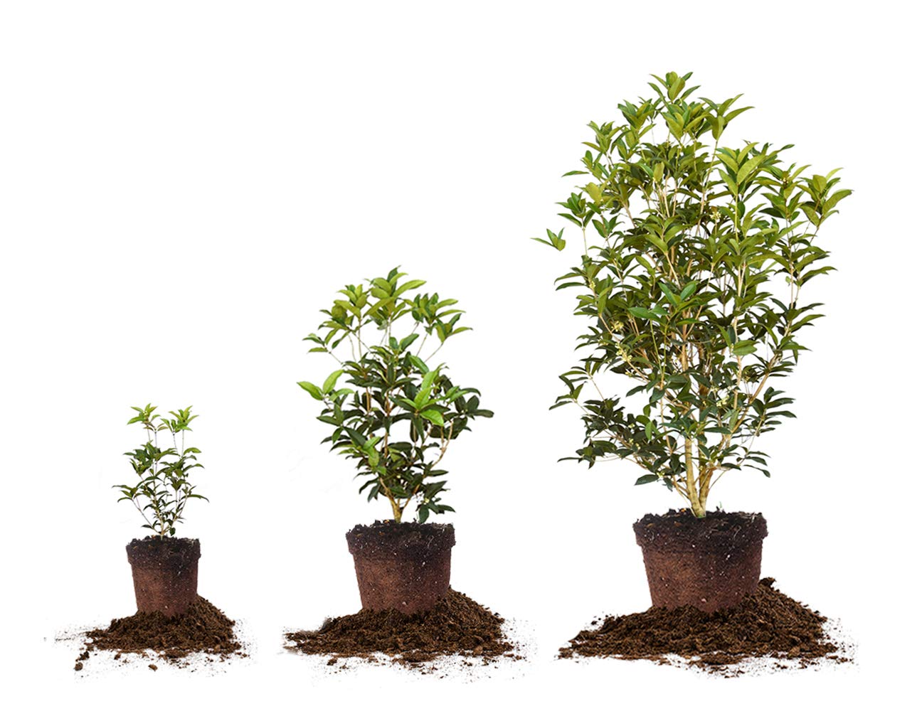 Perfect Plants Tea Olive mature dimensions support landscape planning.