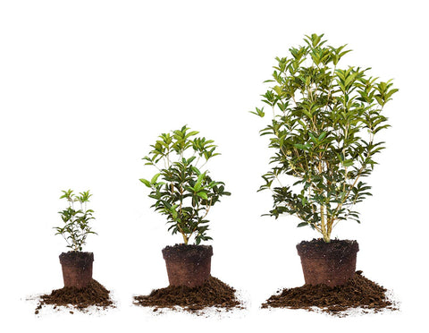 Perfect Plants Tea Olive mature dimensions support landscape planning.