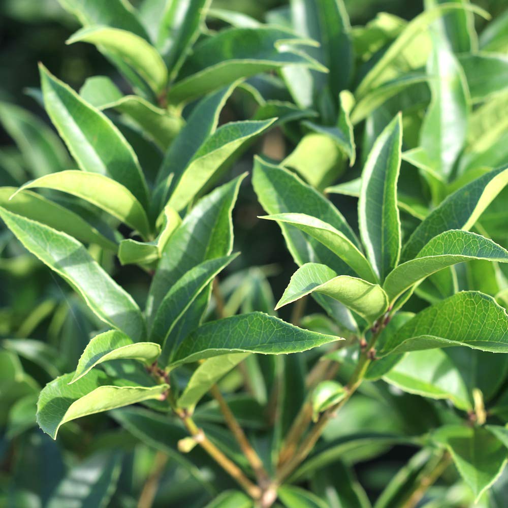 Perfect Plants Tea Olive shrub border shown for multiple plantings.