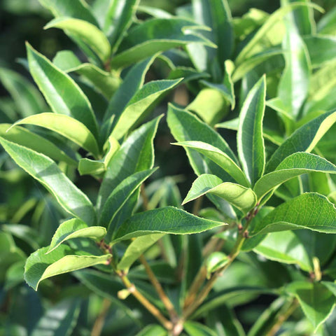Perfect Plants Tea Olive shrub border shown for multiple plantings.