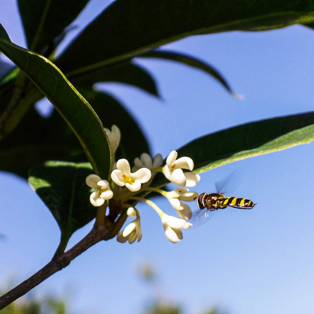 Perfect Plants Tea Olive pale yellow flowers with sweet fragrance.