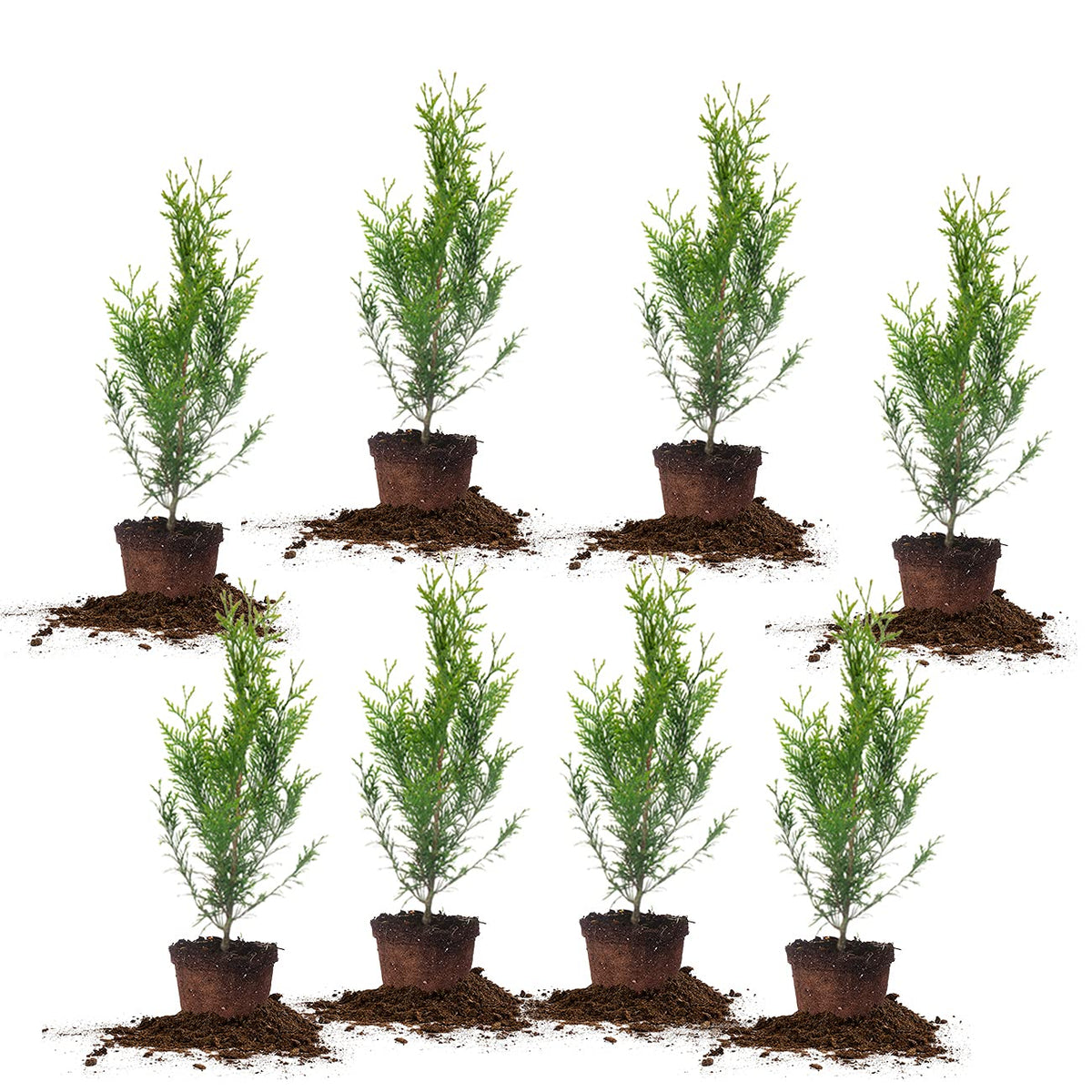 Perfect Plants Thuja Green Giant 2ft 8-pack in nursery pots for quick privacy screening.