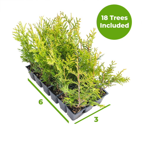 Perfect Plants Thuja Green Giant with dense foliage for lush privacy.