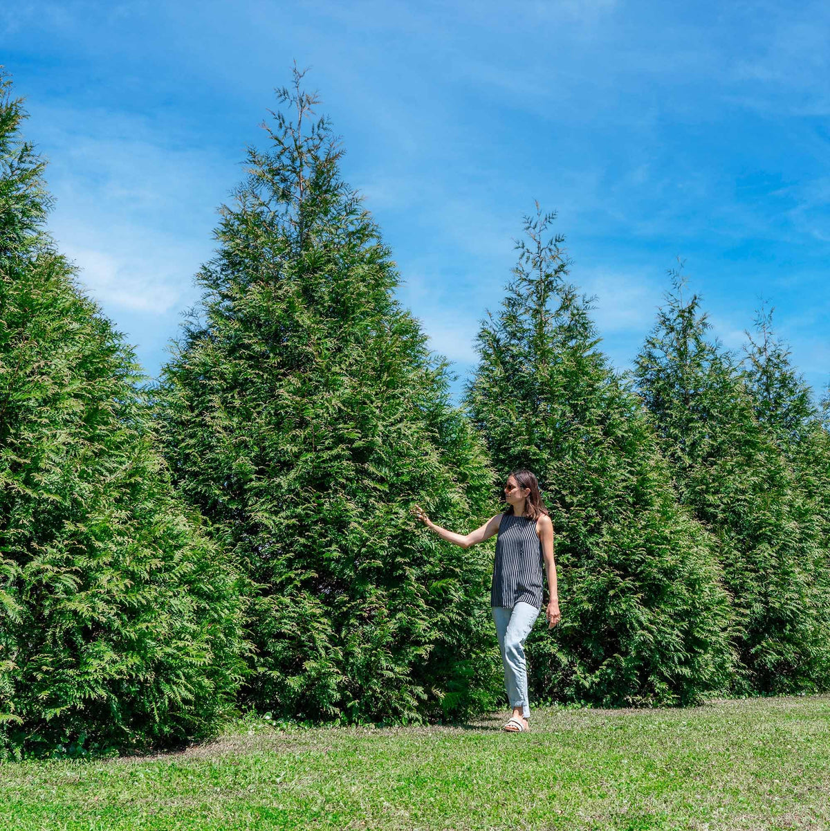 Perfect Plants Thuja Green Giant liner ready for instant privacy and windbreak.