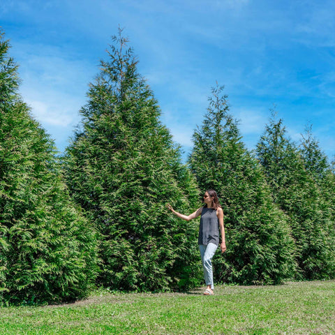 Perfect Plants Thuja Green Giant liner ready for instant privacy and windbreak.