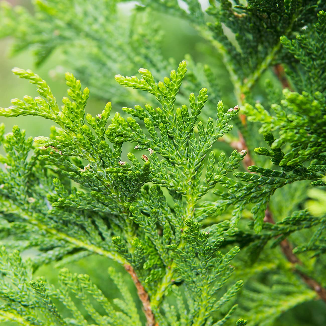 Perfect Plants Thuja Green Giant in a nursery pot ready for planting.