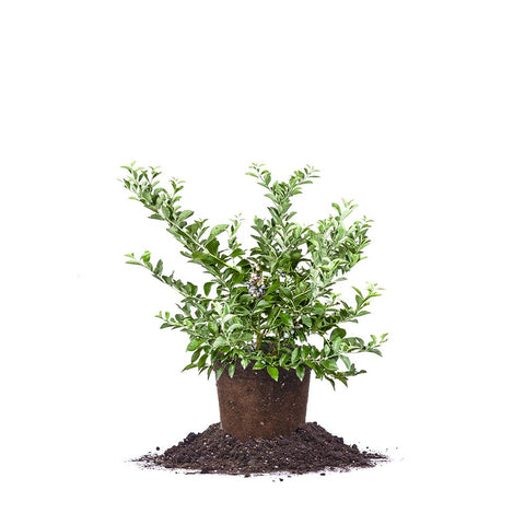 Perfect Plants Tifblue 1-gallon blueberry plant ready for home growing.