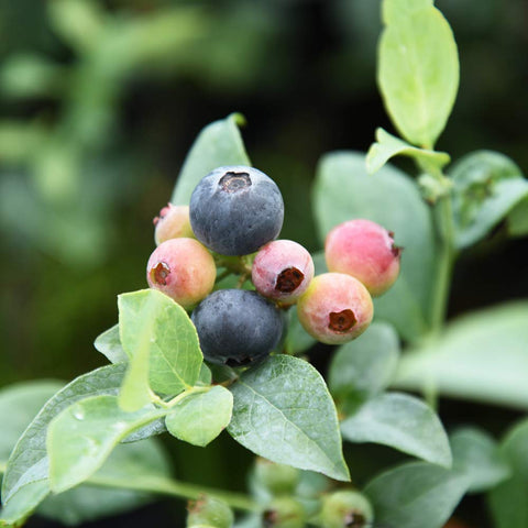 Perfect Plants Tifblue berry cluster suggests fresh berries from a garden.