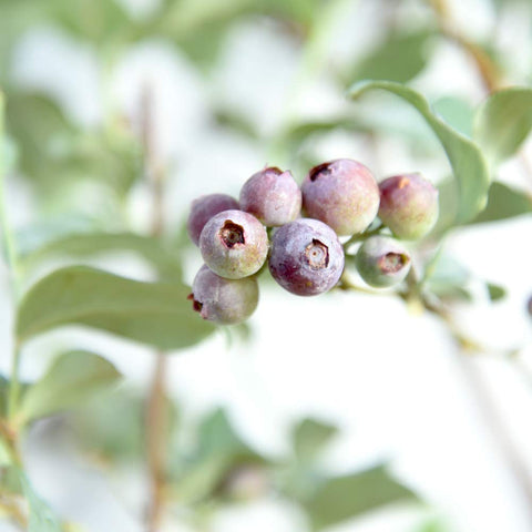 Perfect Plants Tifblue flowering cluster shows spring blooms near fruiting.