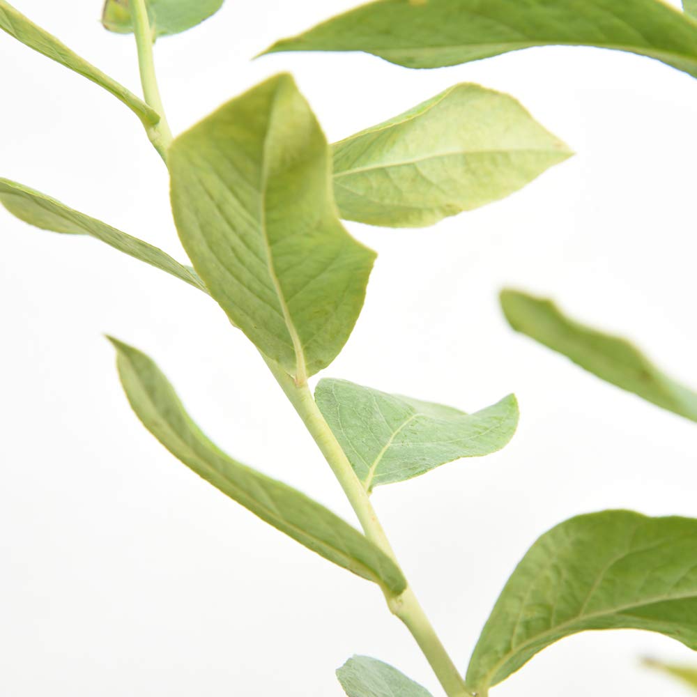 Perfect Plants Tifblue foliage close-up highlights glossy leaves for containers.