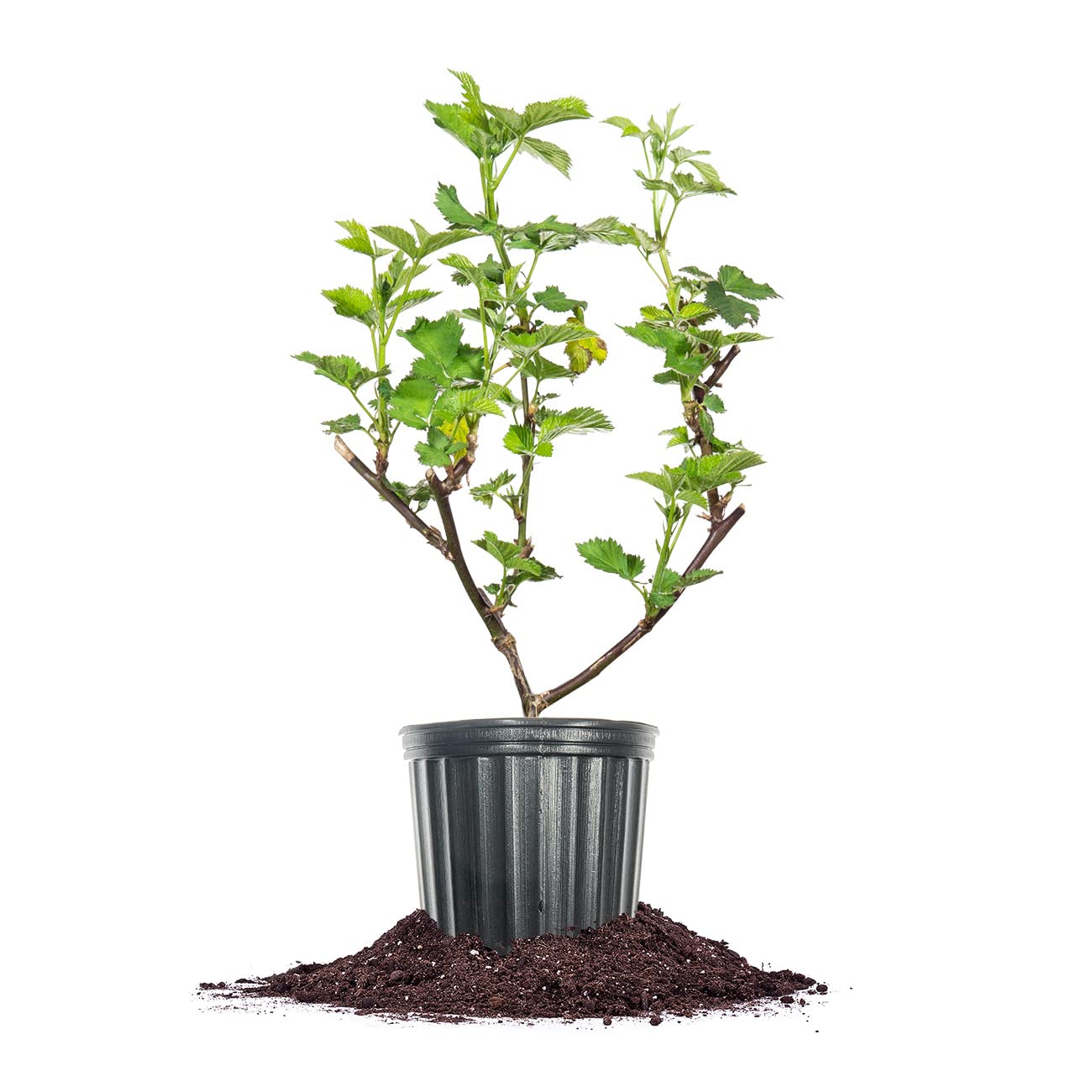 Perfect Plants Triple Crown blackberry bush in a 1-gallon pot ready for outdoor planting.